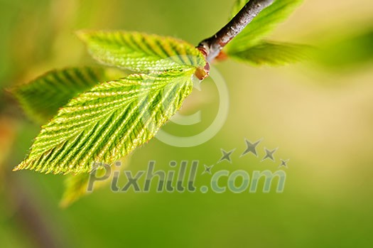 Green spring leaves budding new life in clean environment Green spring leaves budding new life in clean environment