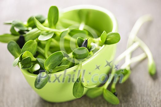 Organic green young sunflower sprouts in a cup Organic green young sunflower sprouts in a cup
