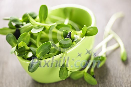 Organic green young sunflower sprouts in a cup