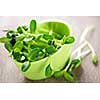 Organic green young sunflower sprouts in a cup