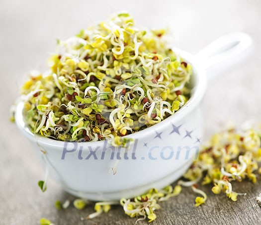 Organic young alfalfa sprouts in a cup