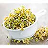 Organic young alfalfa sprouts in a cup