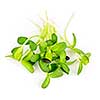 Organic green young sunflower sprouts isolated on white background