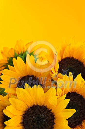 Bouquet of sunflower flowers on yellow background