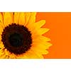 Close up of sunflower flower on orange background