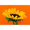 Close up of sunflower flower on orange background