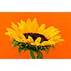 Close up of sunflower flower on orange background