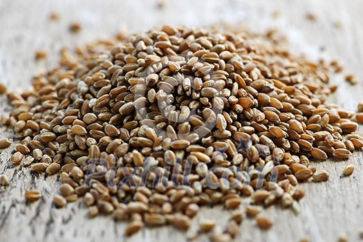 Closeup on pile of organic whole grain wheat kernels Closeup on pile of organic whole grain wheat kernels