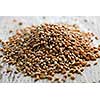 Closeup on pile of organic whole grain wheat kernels