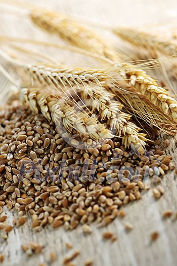 Closeup on pile of organic whole grain wheat kernels and ears