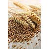 Closeup on pile of organic whole grain wheat kernels and ears