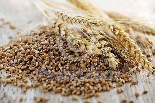 Closeup on pile of organic whole grain wheat kernels and ears Closeup on pile of organic whole grain wheat kernels and ears