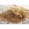 Closeup on pile of organic whole grain wheat kernels and ears