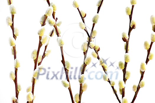 Spring pussy willow branches isolated on white background