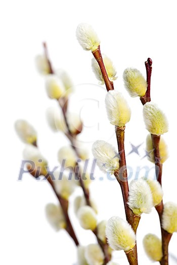 Spring pussy willow branches isolated on white background