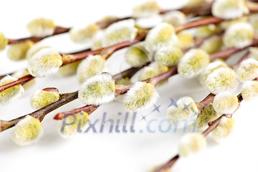 Spring Easter pussy willow branches isolated on white background Spring Easter pussy willow branches isolated on white background