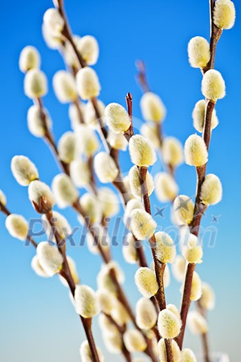 Spring Easter pussy willow branches on blue background Spring Easter pussy willow branches on blue background