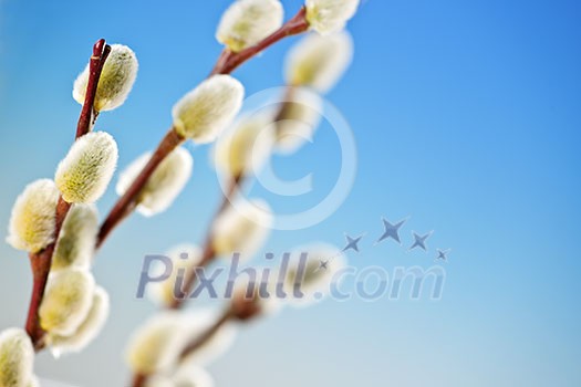 Spring pussy willow branches on blue background Spring pussy willow branches on blue background