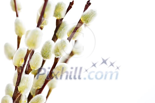 Spring Easter pussy willow branches isolated on white background Spring Easter pussy willow branches isolated on white background