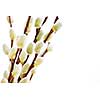 Spring Easter pussy willow branches isolated on white background