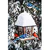 Bird feeder in winter with blue jays and cardinals
