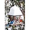Blue jay and cardinal birds on bird feeder in winter