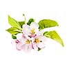 Closeup of pink apple blossoms isolated on white background