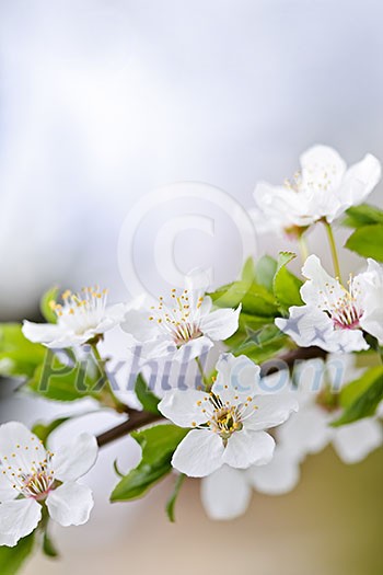 CLoseup of white spring cherry blossom flowers on branch