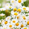 Flowering chamomile growing in summer meadow close up