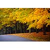 Autumn street with fall maple trees displaying colorful foliage. Toronto, Canada.