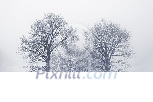 Winter scene of leafless trees in fog