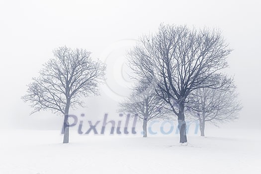 Winter scene of leafless trees in fog