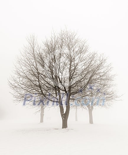 Winter scene of leafless trees in fog sepia tone Winter scene of leafless trees in fog sepia tone