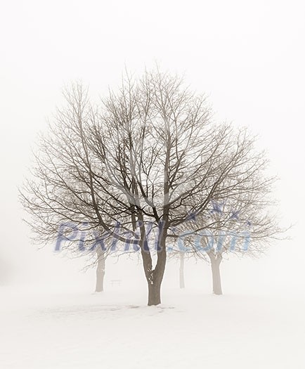 Winter scene of leafless trees in fog sepia tone