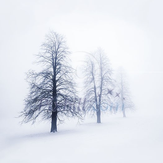 Foggy moody winter scene with leafless trees