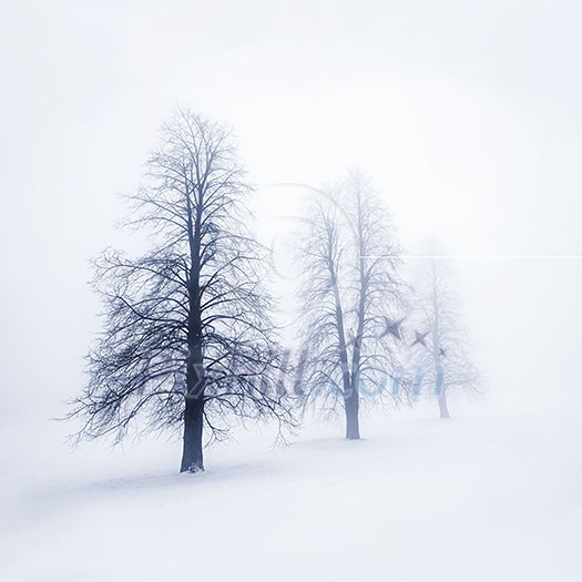 Foggy moody winter scene with leafless trees Foggy moody winter scene with leafless trees