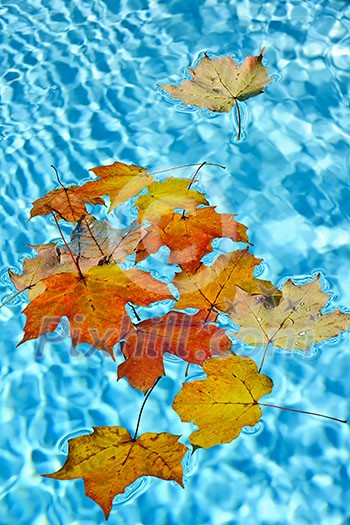 Fall leaves floating in swimming pool water Fall leaves floating in swimming pool water