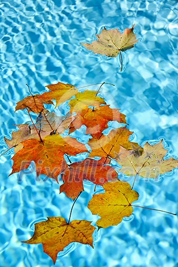 Fall leaves floating in swimming pool water