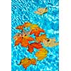 Fall leaves floating in swimming pool water