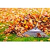 Pile of fall leaves with fan rake on lawn