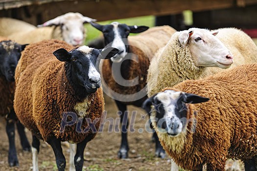 Group of cute sheep standing on small scale biodynamic farm