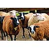 Group of cute sheep standing on small scale biodynamic farm