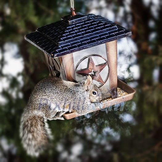 Gray squirrel sitting on bird feeder and eating seeds Gray squirrel sitting on bird feeder and eating seeds