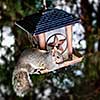Gray squirrel sitting on bird feeder and eating seeds