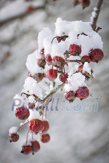 Red crab apples on branch with heavy snow in winter