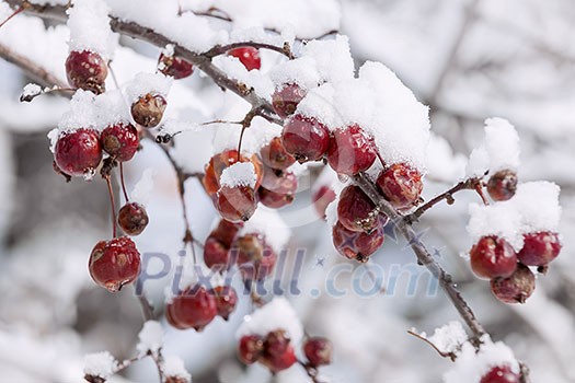 Red crab apples on branch with heavy snow in winter