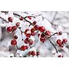 Red crab apples on branch with heavy snow in winter