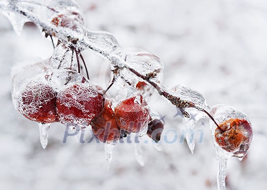 Red crab apples on branch frozen with ice in winter