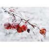 Red crab apples on branch frozen with ice in winter