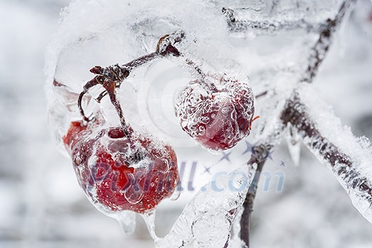 Red crab apples frozen and covered with ice on snowy branch in winter, close up Red crab apples frozen and covered with ice on snowy branch in winter, close up